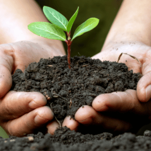 Mastercard y Monei contribuyen a la plantación
