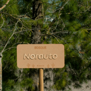 Bosque norauto