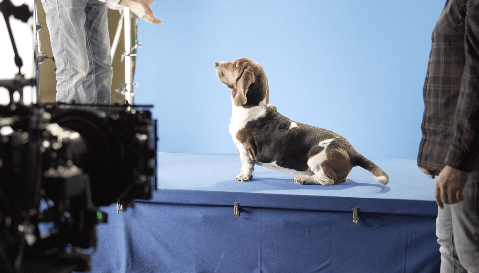 Perro Rastreator