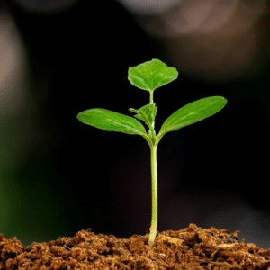 Bayer agricultura sostenible